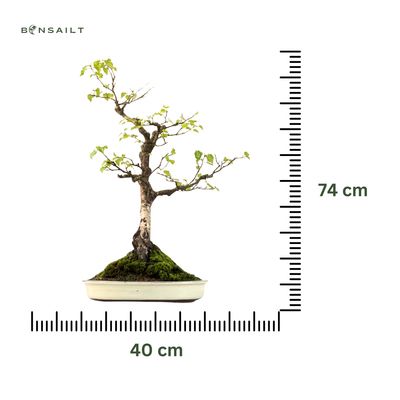 Bonsai beržas (Betula) P40 exklusiv