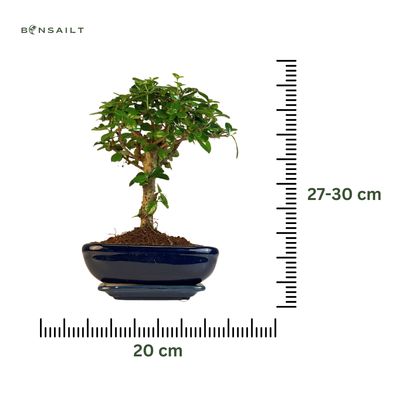 Carmona Bonsai (Arbatmedis) P20