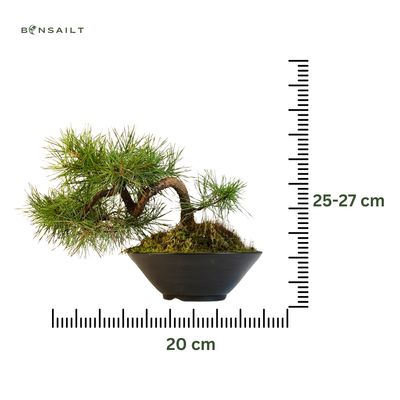 Pinus Sylvestris baltoji pušis bonsai P20