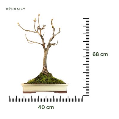 Bonsai Kaštonas (Aesculus)
