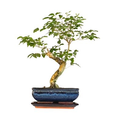 Ligustrum Bonsai S formos P20 LIG5