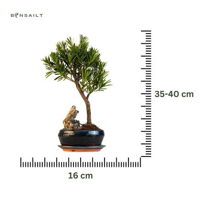 Podocarpus P16 su uola
