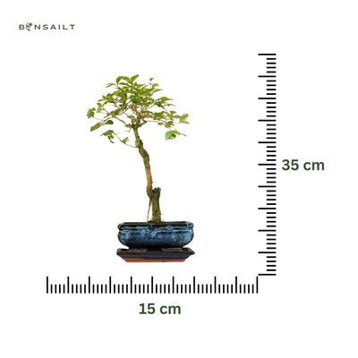 Ligustrum Bonsai P15 LIG002