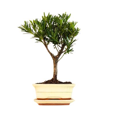 Podocarpus P15