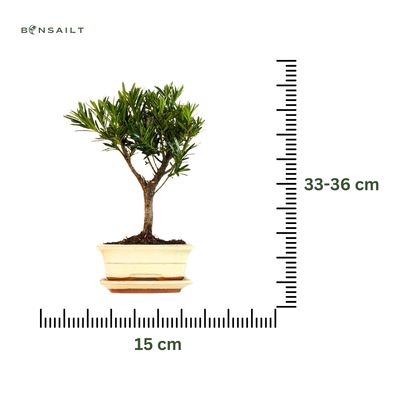 Podocarpus P15