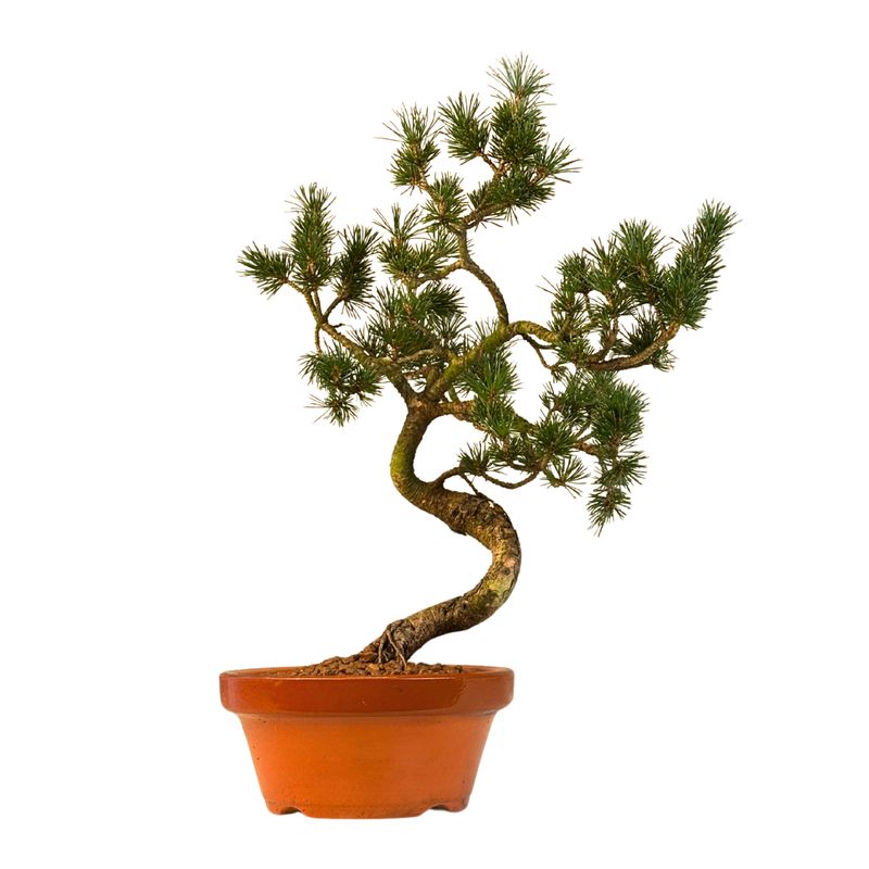 Pinus Sylvestris baltoji pušis bonsai P16 (16P01)