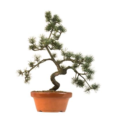 Pinus Sylvestris baltoji pušis bonsai P16 (16P01)