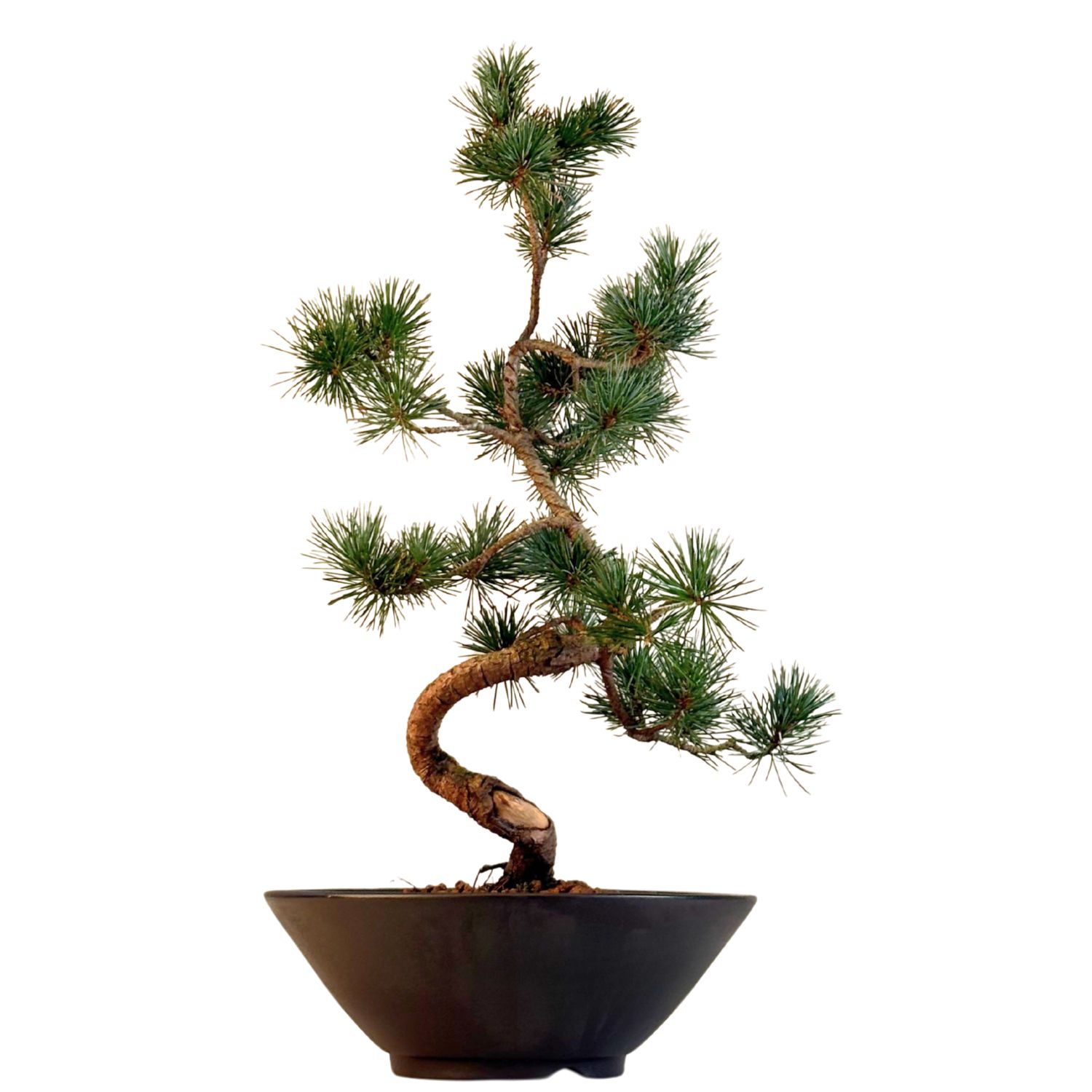 Pinus Sylvestris baltoji pušis bonsai P22 (22P01)