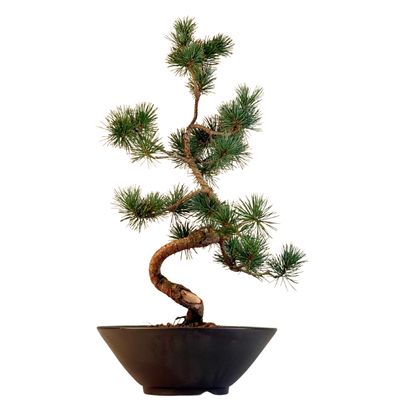 Pinus Sylvestris baltoji pušis bonsai P22 (22P01)