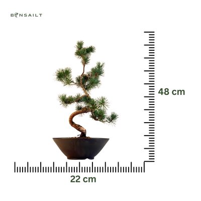 Pinus Sylvestris baltoji pušis bonsai P22 (22P01)