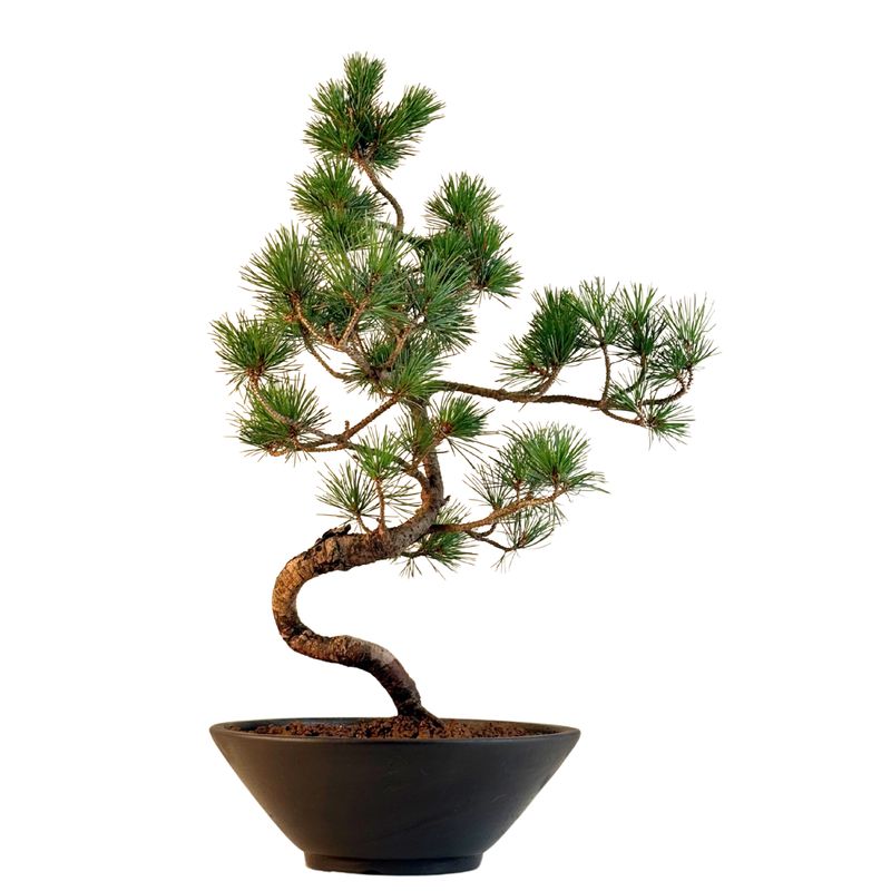 Pinus Sylvestris baltoji pušis bonsai P22 (22P01)