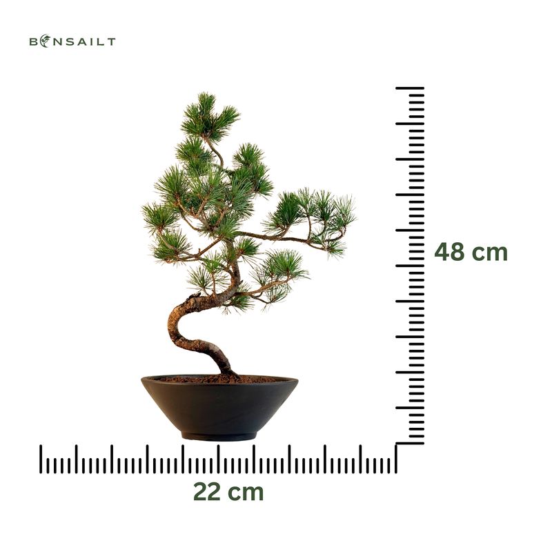 Pinus Sylvestris baltoji pušis bonsai P22 (22P01)