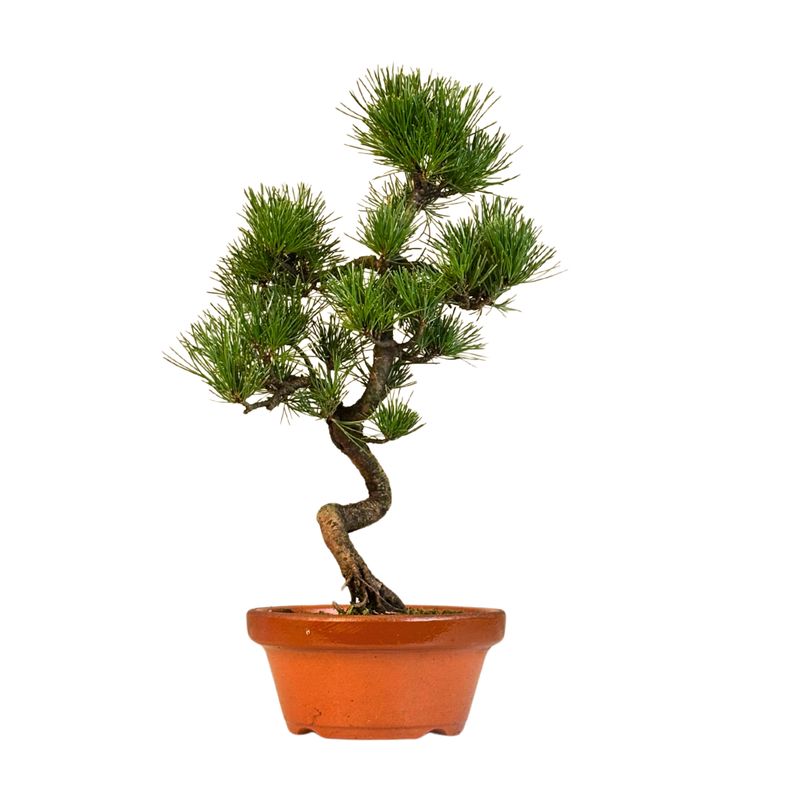 Pinus Sylvestris baltoji pušis bonsai P16 (16P03)