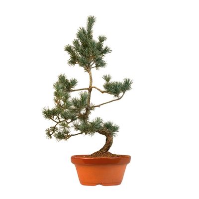 Pinus Sylvestris baltoji pušis bonsai P16 (16P03)