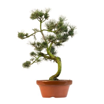 Pinus Sylvestris baltoji pušis bonsai P16 (16P03)