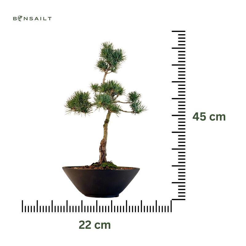 Pinus Sylvestris baltoji pušis bonsai P22 (22P03)