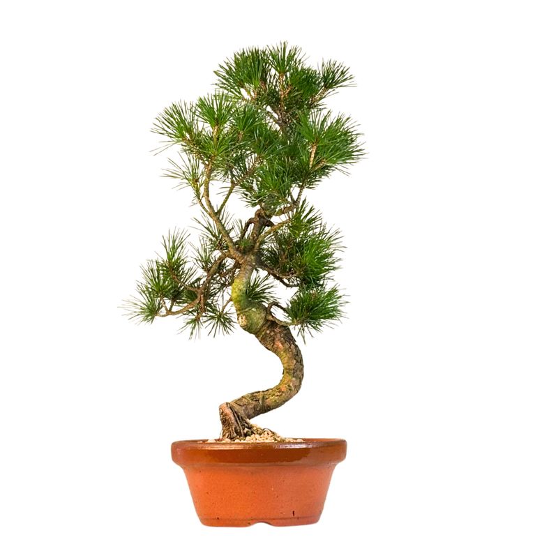 Pinus Sylvestris baltoji pušis bonsai P16 (16P05)