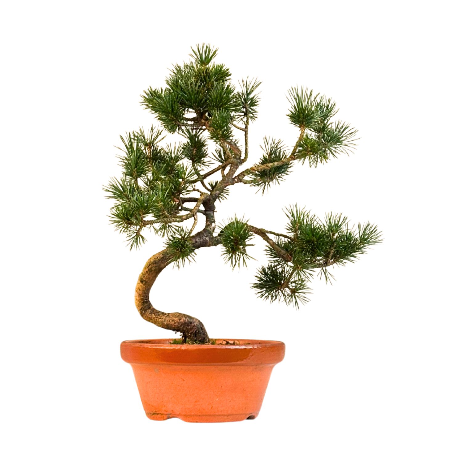 Pinus Sylvestris baltoji pušis bonsai P16 (16P04)
