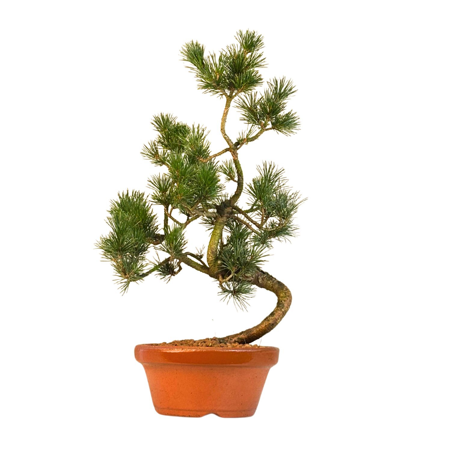 Pinus Sylvestris baltoji pušis bonsai P16 (16P04)