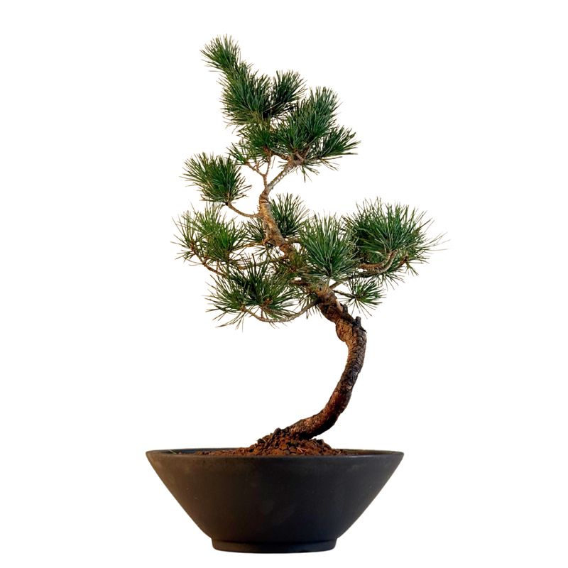 Pinus Sylvestris baltoji pušis bonsai P22 (22P04)