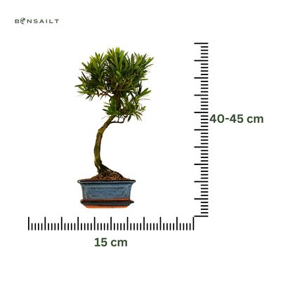 Podocarpus P15 S