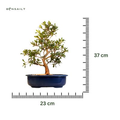 Žydintis Satsuki azalijos bonsai iš Japonijos P23 ,,Yoko''