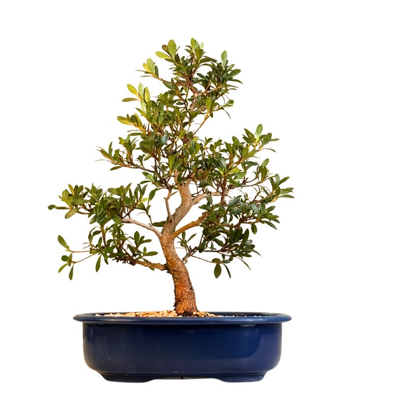 Žydintis Satsuki azalijos bonsai iš Japonijos P23 ,,Yoko''