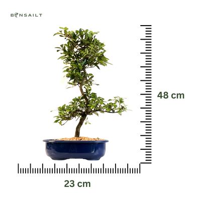 Žydintis Satsuki azalijos bonsai iš Japonijos P23 ,,Shinsei''