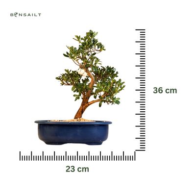 Žydintis Satsuki azalijos bonsai iš Japonijos P23 ,,Shiko-no-Mai''