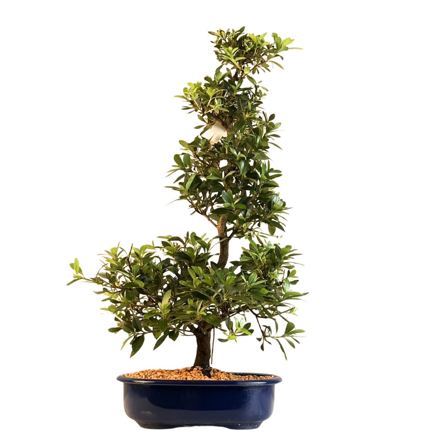 Žydintis Satsuki azalijos bonsai iš Japonijos P23