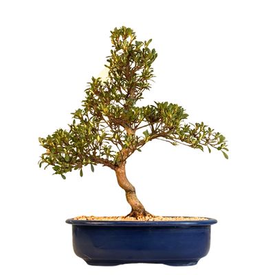 Žydintis Satsuki azalijos bonsai iš Japonijos P23 ,,Hotaru''