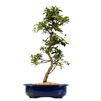 Žydintis Satsuki azalijos bonsai iš Japonijos P23 ,,Secchuka''