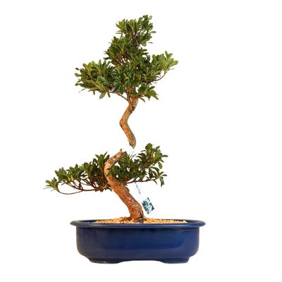 Žydintis Satsuki azalijos bonsai iš Japonijos P23 ,,Tateyama-no-Yuki''