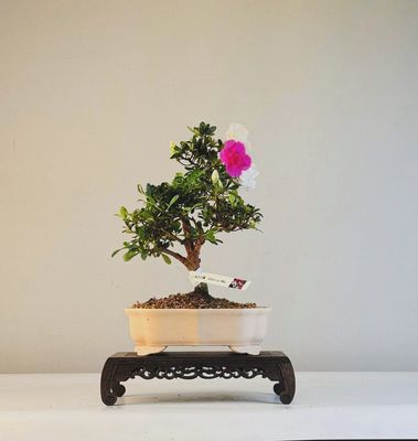 Žydintis Satsuki azalijos bonsai iš Japonijos P23 ,,Shiko no Mai''