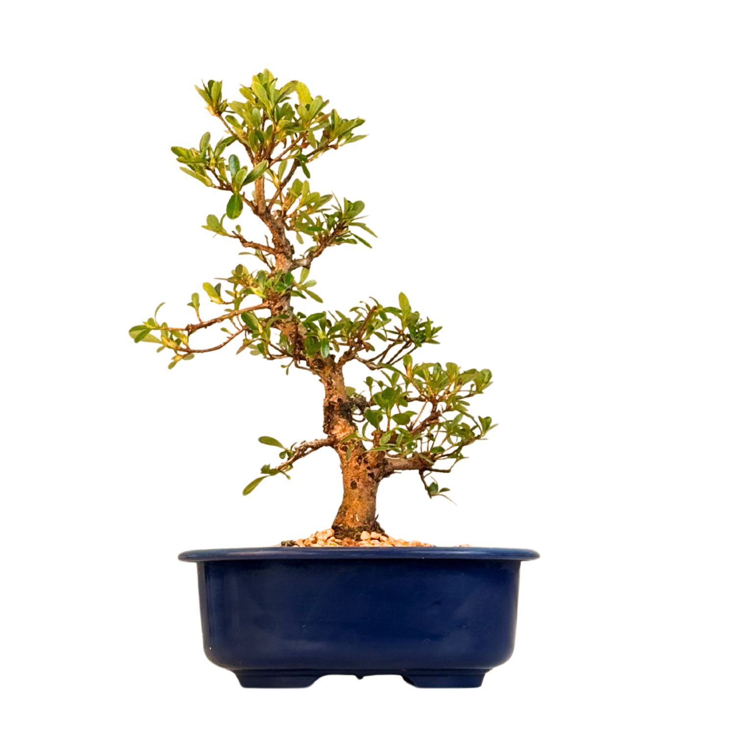 Žydintis Satsuki azalijos bonsai iš Japonijos P18