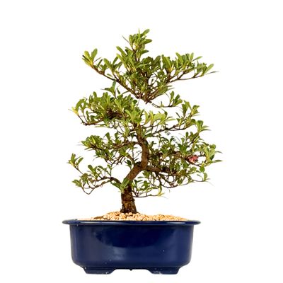 Žydintis Satsuki azalijos bonsai iš Japonijos P18 ,,Asazakura'