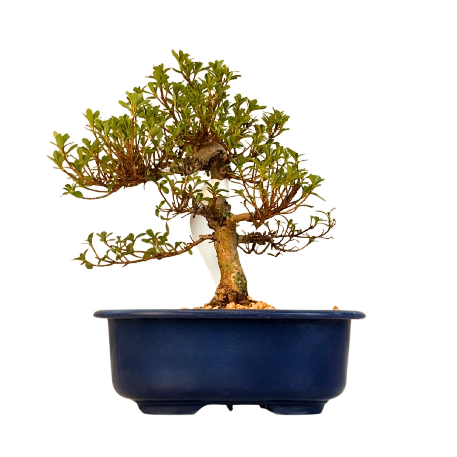 Žydintis Satsuki azalijos bonsai iš Japonijos P18 ,,Kyokko''