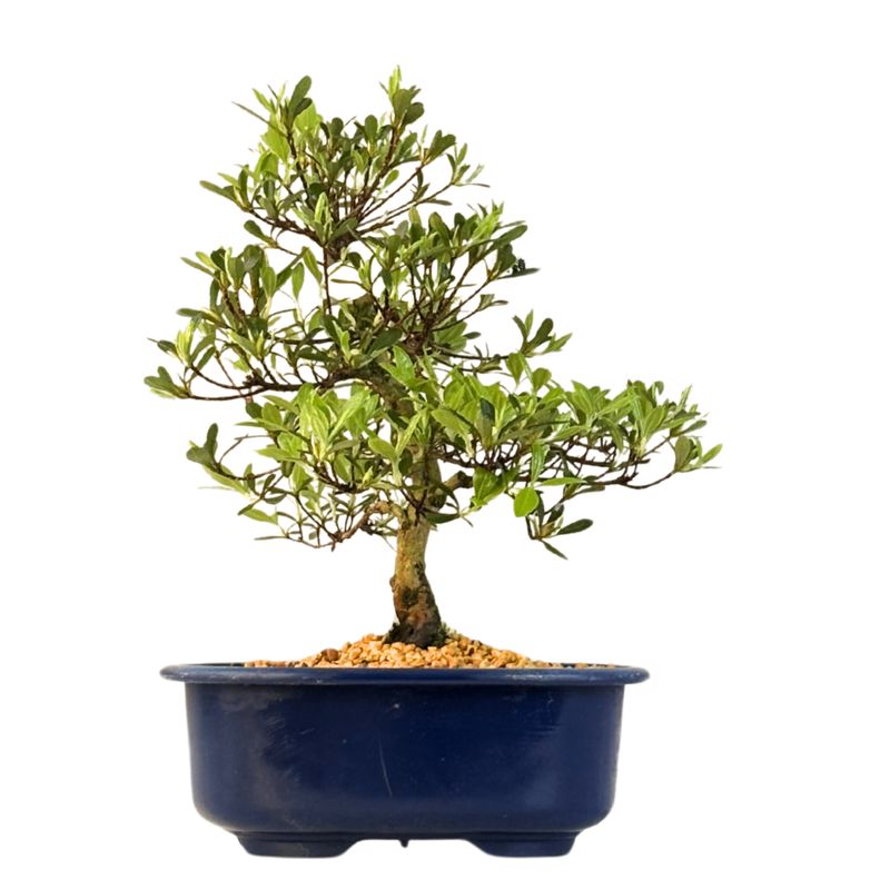 Žydintis Satsuki azalijos bonsai iš Japonijos P18 ,,Matsu-Kagami''
