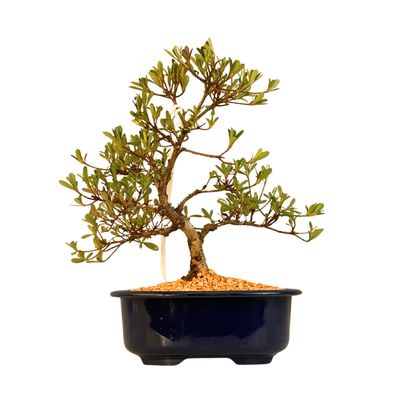 Žydintis Satsuki azalijos bonsai iš Japonijos P18 ,,Asazakura''