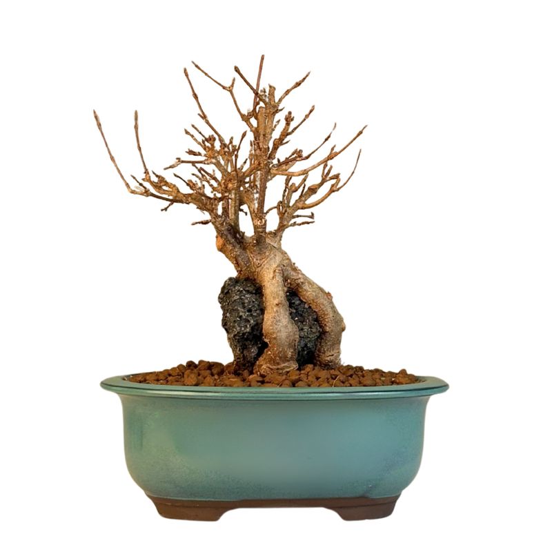 Triskliautis klevas ant uolos P18