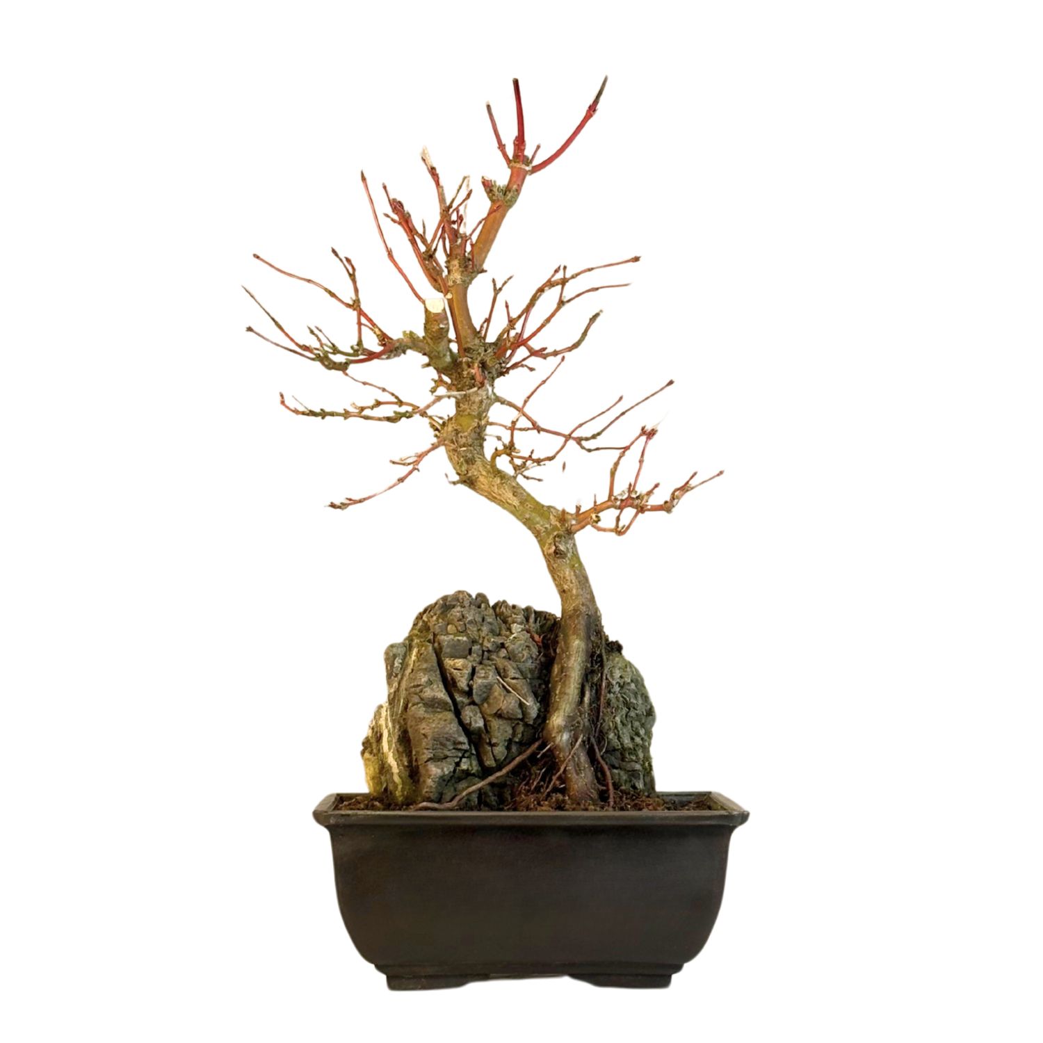 Bonsai Klevas ant uolos (Acer palmatum) P15