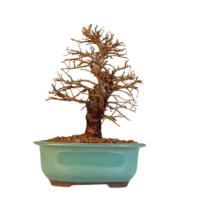 Japoniška Guoba (Cork bark Ulmus Parvifolija) 🇯🇵 P18