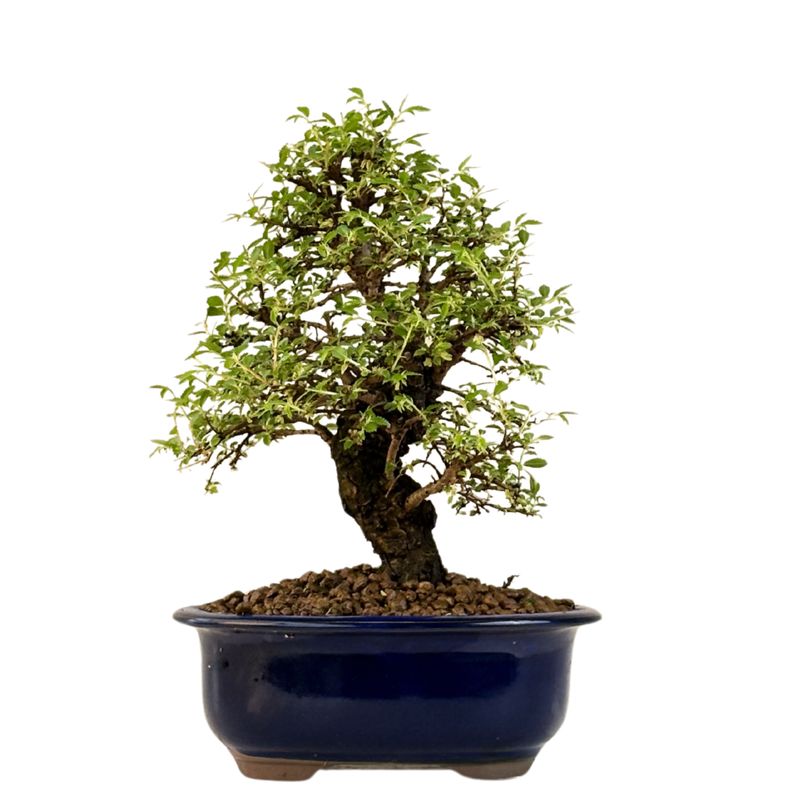 Japoniška Guoba (Cork bark Ulmus Parvifolija) 🇯🇵 P18