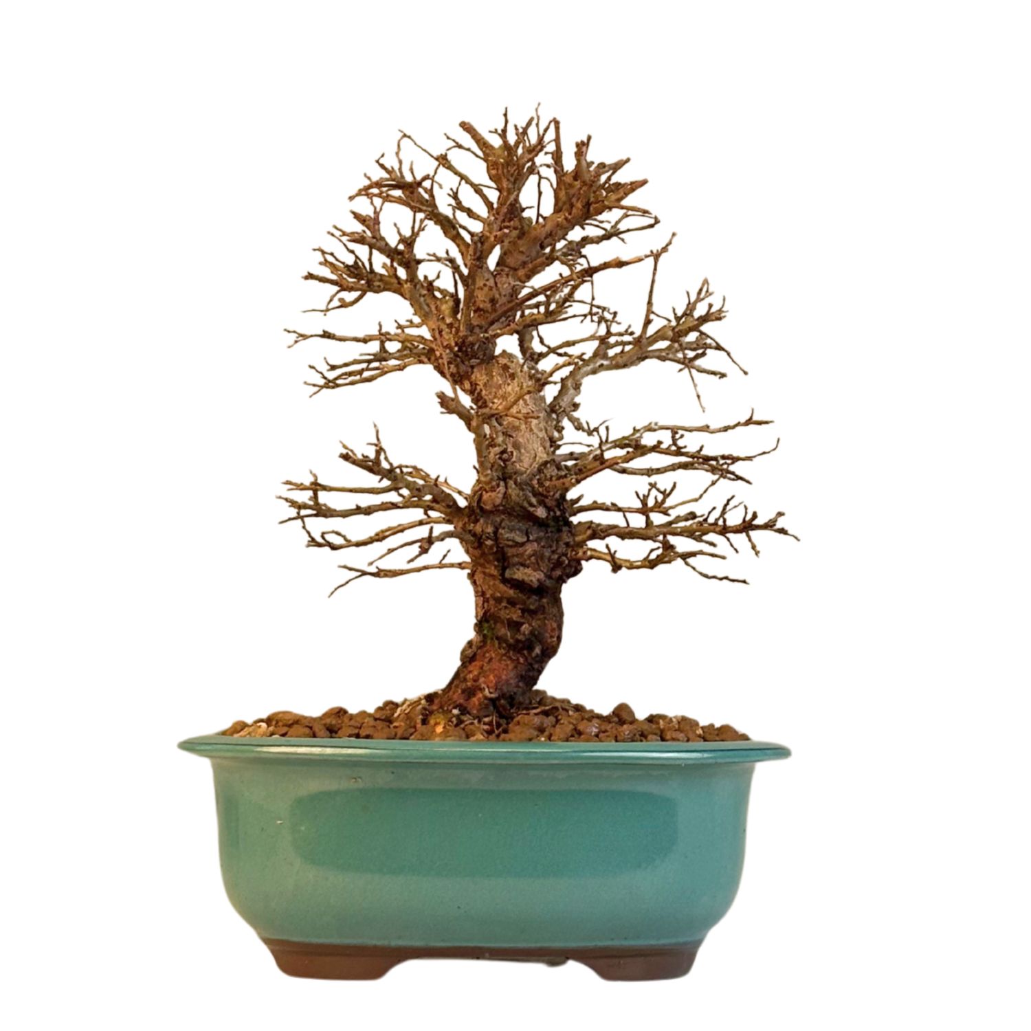 Japoniška Guoba (Cork bark Ulmus Parvifolija) 🇯🇵 P18