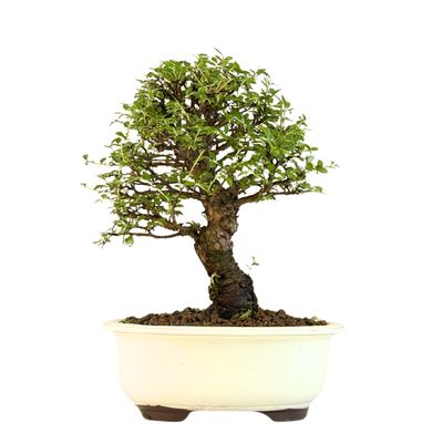 Japoniška Guoba (Cork bark Ulmus Parvifolija) 🇯🇵 P18