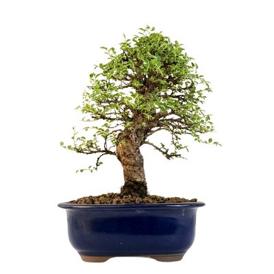 Japoniška Guoba (Cork bark Ulmus Parvifolija) 🇯🇵 P18