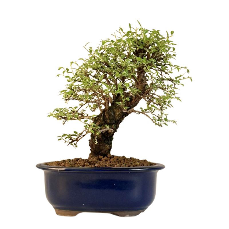 Japoniška Guoba (Cork bark Ulmus Parvifolija) 🇯🇵 P18