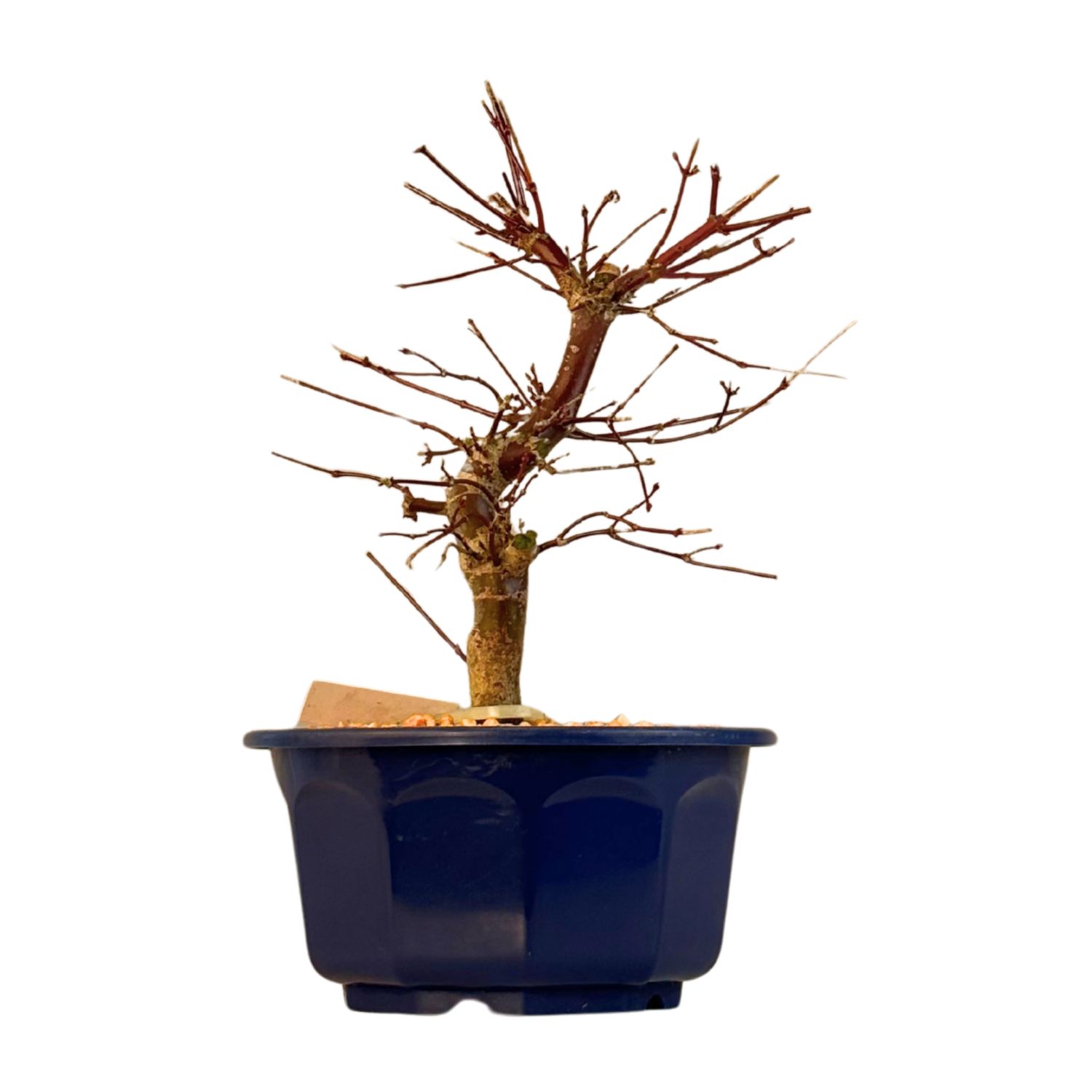 Japoniškas Acer Deshojo Bonsas P15 (Japoniškas klevukas) neskiepytas