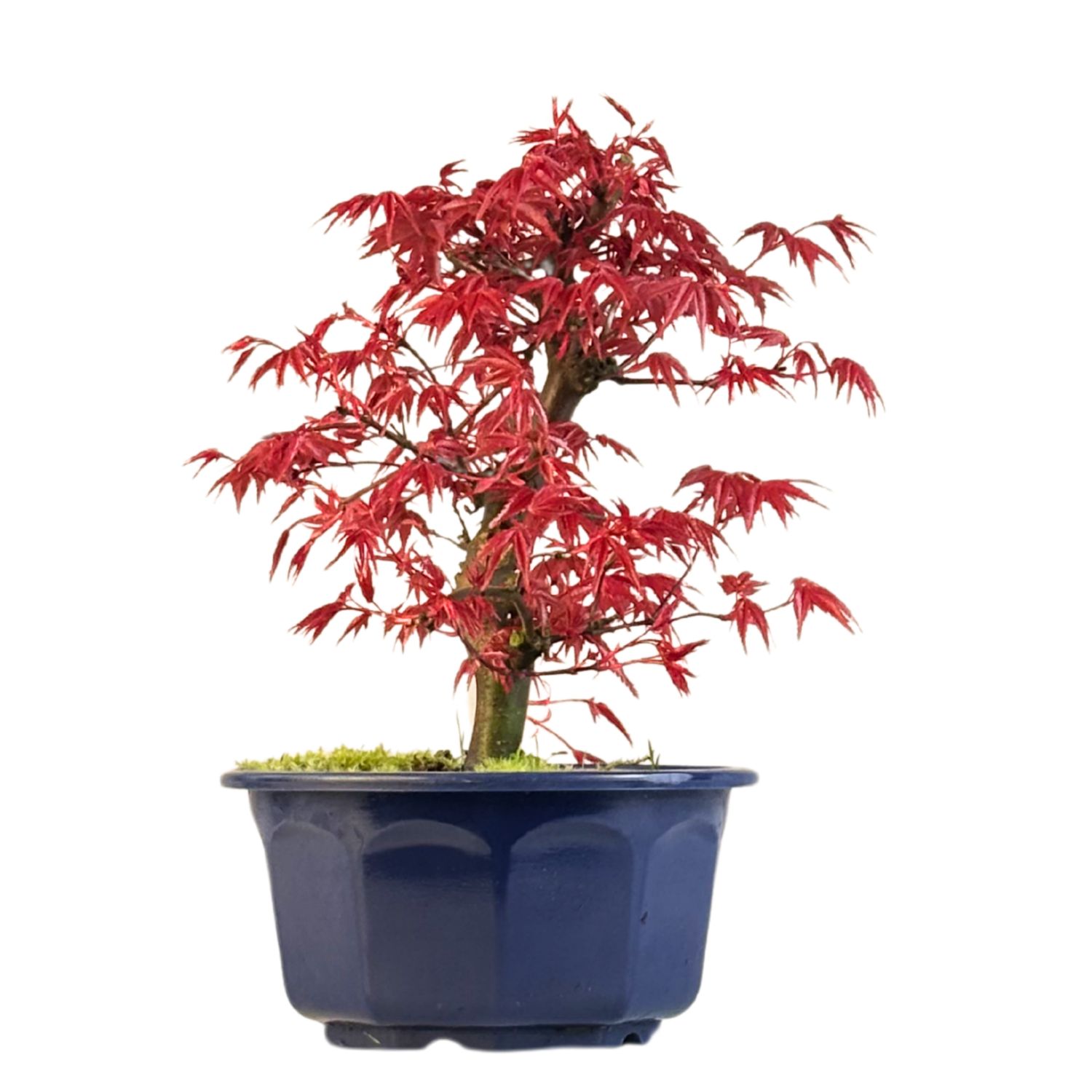 Japoniškas Acer Deshojo Bonsas P15 (Japoniškas klevukas) neskiepytas