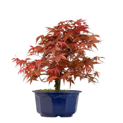 Japoniškas Acer Deshojo Bonsas P15 (Japoniškas klevukas) neskiepytas